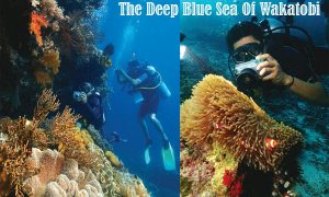 The Deep Blue Sea Of Wakatobi