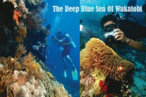 The Deep Blue Sea Of Wakatobi