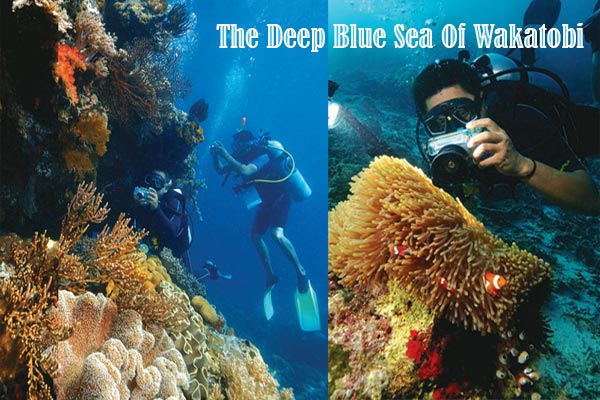 The Deep Blue Sea Of Wakatobi