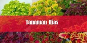 tanaman hias