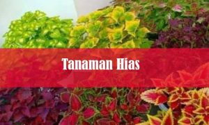 tanaman hias