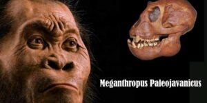 manusia purba meganthropus paleojavanicus