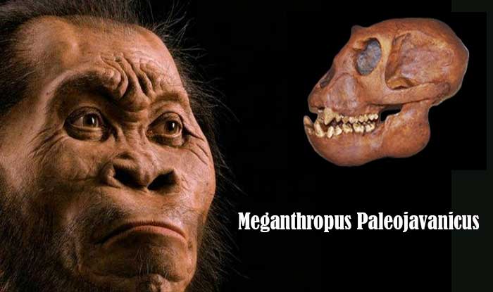 manusia purba meganthropus paleojavanicus