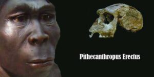pithecanthropus erectus