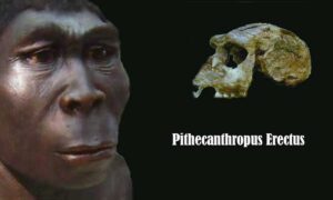 pithecanthropus erectus