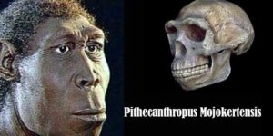 pithecanthropus mojokertensis