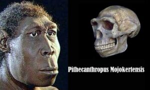 pithecanthropus mojokertensis