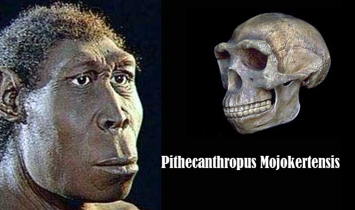 pithecanthropus mojokertensis