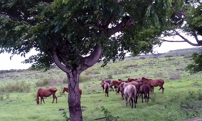 alam pulau sumba padang savana