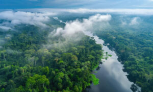 The Amazon Rainforest